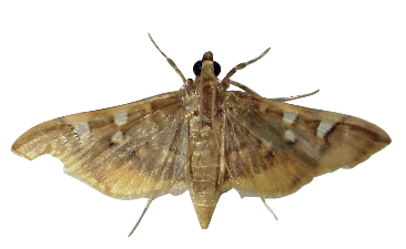 Pyrale du caf